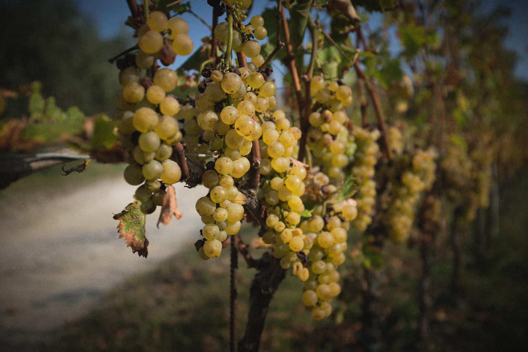 GrapeTimes – GREAT WINES; GREAT TIMES – Wineshop