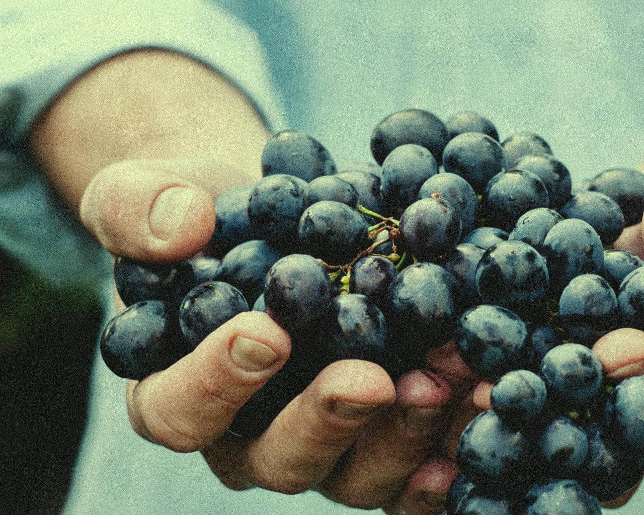 GrapeTimes – GREAT WINES; GREAT TIMES – Wineshop