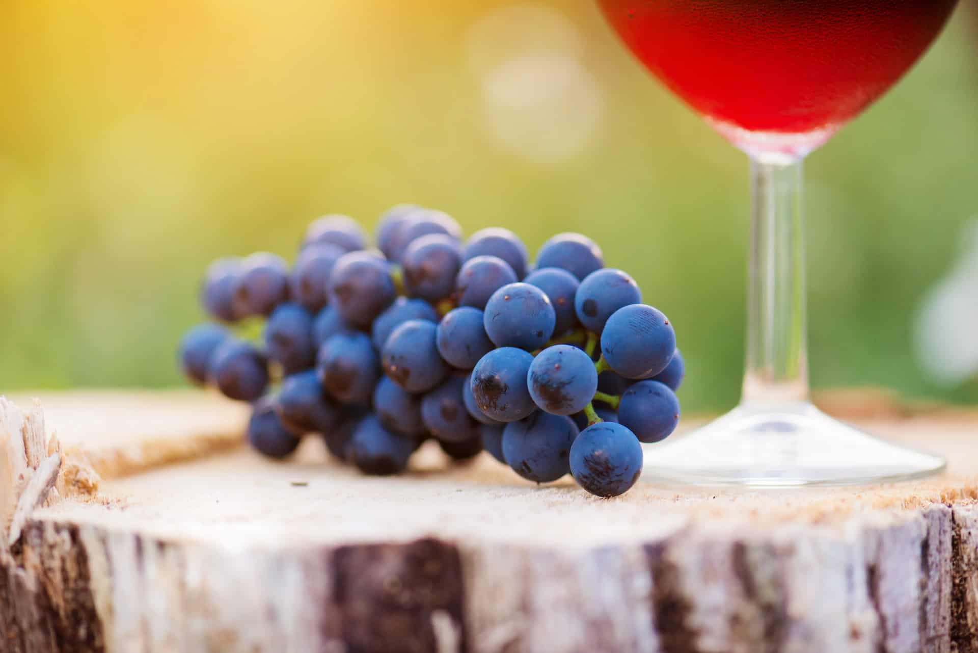 Exploring the Most Popular Red Wine Grapes You Need to Know